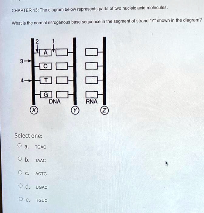 SOLVED: CHAPTER 13: The diagram below represents parts of two nucleic ...