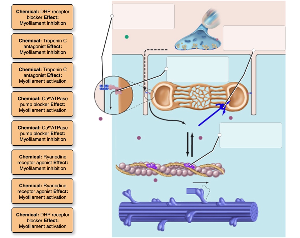 Fashion dhp receptors activating ryr receptor