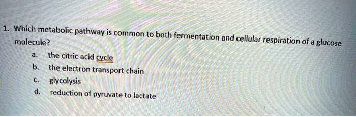 Solved:which Metabolic Pathway Is Common To Both Molecule? Fermentation And Cellular  Respiration Of A Glucose The Citric Acid Cycle The Electron Transport Chain  Blycolysis Reduction Of Pyruvate To Lactate Solved:which Metabolic Pathway Is Common To Both Molecule? Fermentation And Cellular  Respiration Of A Glucose The Citric Acid Cycle The Electron Transport Chain  Blycolysis Reduction Of Pyruvate To Lactate