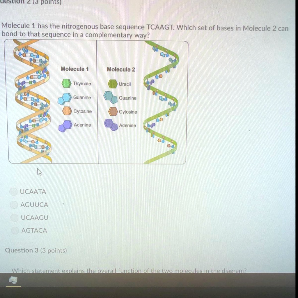 molecule 1 has the nitrogenous base sequence tcaagt which set of bases ...