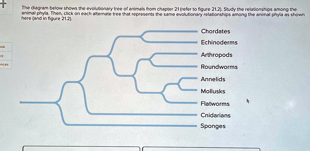 The diagram below shows the evolutionary tree of animals...
