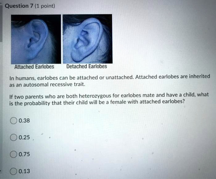 SOLVED: Question 7 (1 point) Attached Earlobes Detached Earlobes In