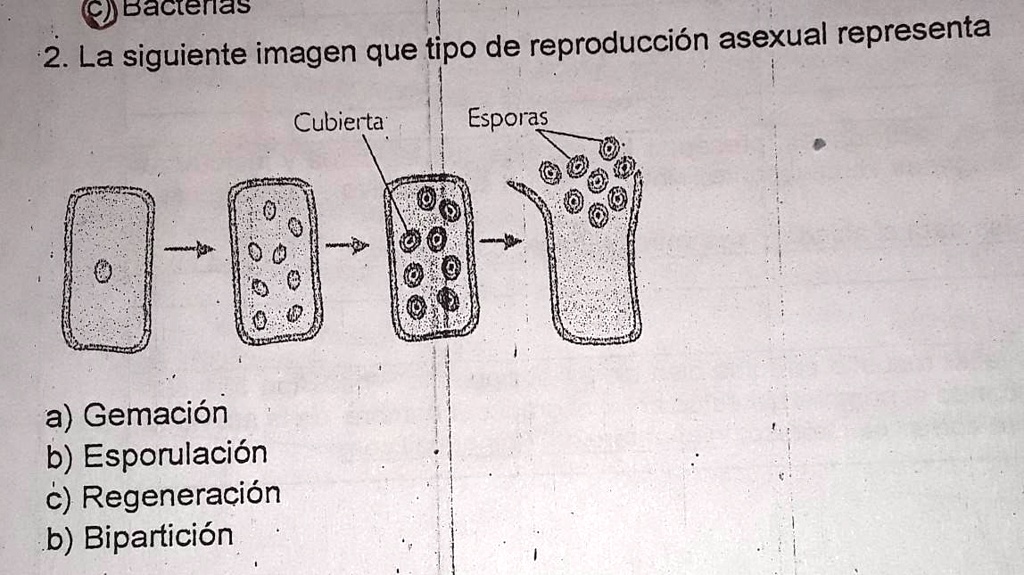 SOLVED: 2. La siguiente imagen que tipo de reproducci贸n asexual ...