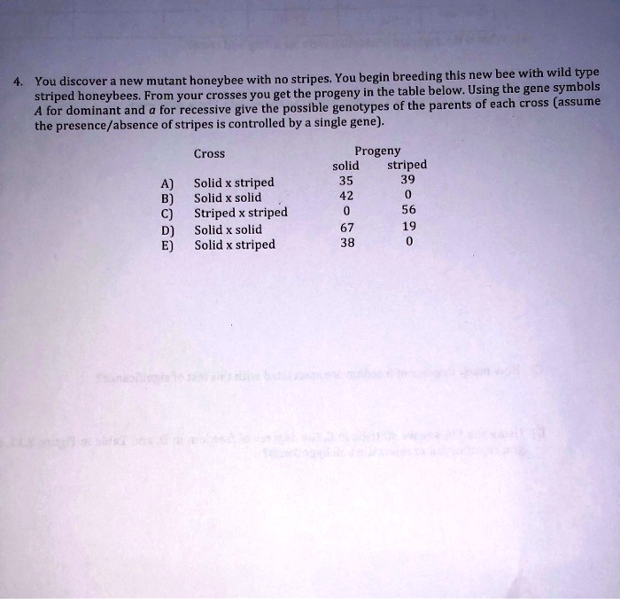 4. You discover a new mutant honeybee with no stripes. You begin breeding this new bee with wild type striped honeybees. From your crosses you get the progeny in the table below. Using the gene symbols A for dominant and a for recessive give the possible genotypes of the parents of each cross (assume the presence/absence of stripes is controlled by a single gene).

Cross Progeny
solid striped
A) Solid x striped 35 39
B) Solid x solid 42 0
C) Striped x striped 0 56
D) Solid x solid 67 19
E) Solid x striped 38 0