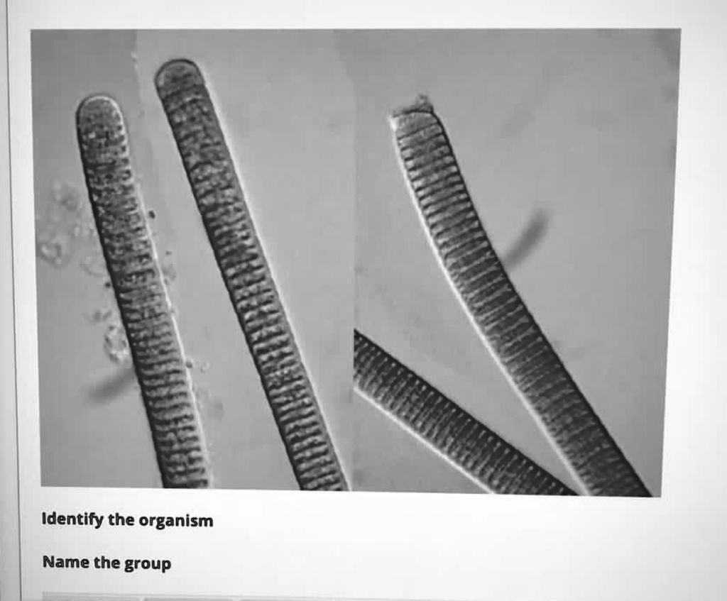 identify the organism name the group 44478