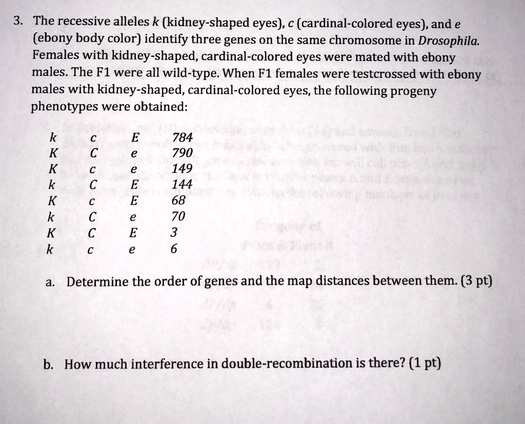 SOLVED: 3. The Recessive Alleles K (kidney-shaped Eyes), C (cardinal ...