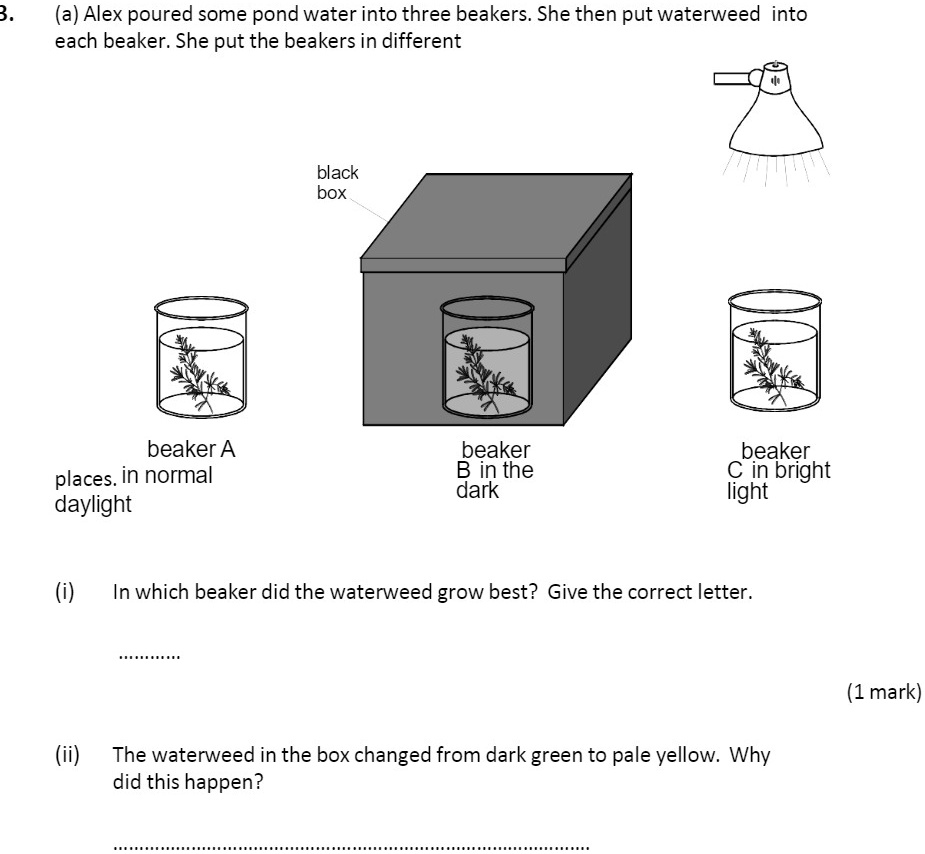 SOLVED (a) Alex poured some pond water into three beakers. She then put waterweed into each