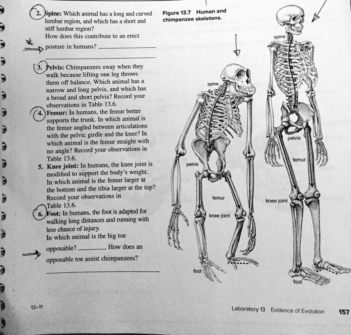 2. Spine: Which animal has a long and curved lumbar region, and which ...