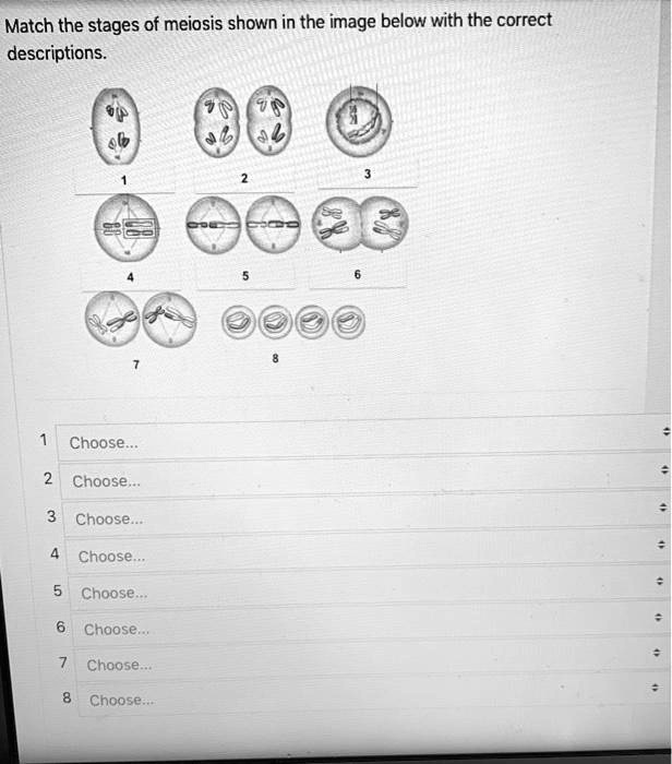 SOLVED: Match the stages of meiosis shown in the image below with the ...