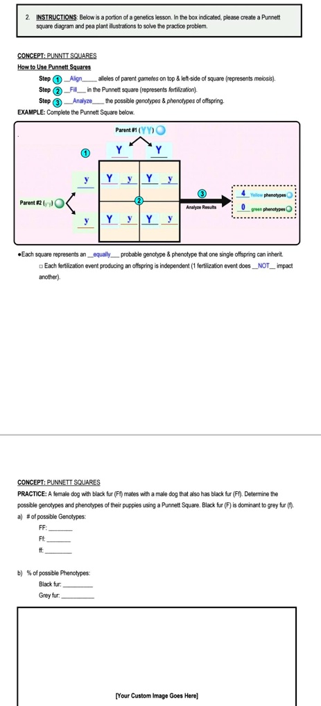 2. INSTRUCTIONS: Below is a portion of a genetics lesson. In the box indicated, please create a Punnett
square diagram and pea plant illustrations to solve the practice problem.
CONCEPT: PUNNTT SQUARES
How to Use Punnett Squares
Step 1 Align alleles of parent gametes on top     left-side of square (represents meiosis).
Step 2 Fill in the Punnett square (represents fertilization).
Step 3 Analyze the possible genotypes     phenotypes of offspring.
EXAMPLE: Complete the Punnett Square below.
Parent #1 (YY)
Y
Y
y
Yy
Yy
Parent #2 (yy)
<
2
Analyze Results
4 Yellow phenotypes
0 green phenotypes
y
Yy
Yy
•Each square represents an equally probable genotype     phenotype that one single offspring can inherit.
Each fertilization event producing an offspring is independent (1 fertilization event does NOT impact
another).
CONCEPT: PUNNETT SQUARES
PRACTICE: A female dog with black fur (Ff) mates with a male dog that also has black fur (Ff). Determine the
possible genotypes and phenotypes of their puppies using a Punnett Square. Black fur (F) is dominant to grey fur (f).
a) # of possible Genotypes:
FF:
Ff:
ff:
b) % of possible Phenotypes:
Black fur:
Grey fur:
[Your Custom Image Goes Here]