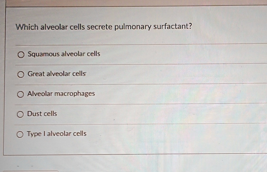 type 2 alveolar cells secrete surfactant