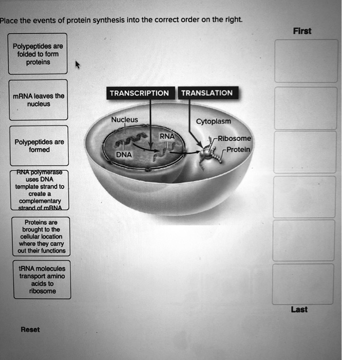 SOLVED: Place the events of protein synthesis Into the correct order on