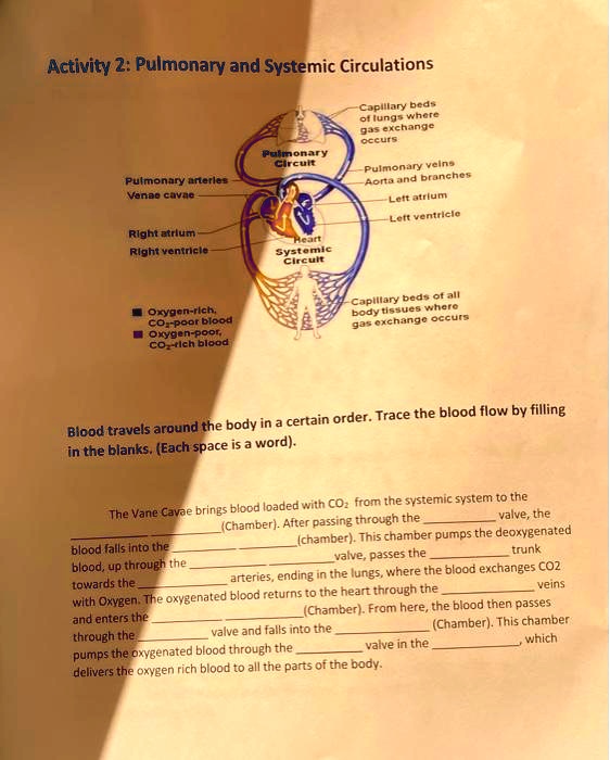 SOLVED Activity 2 Pulmonary and Systemic Circulations Capillary beds