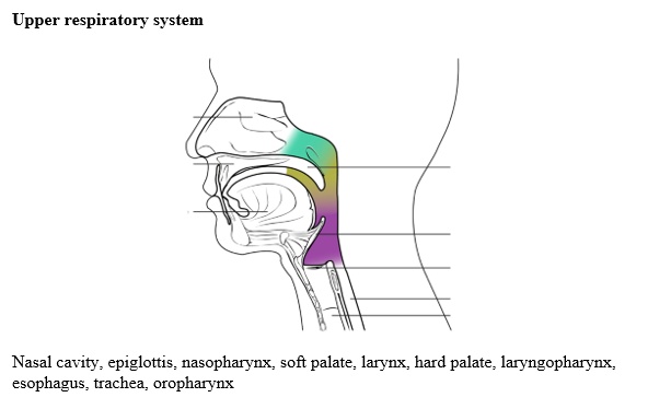 SOLVED: The upper respiratory system consists of several structures ...