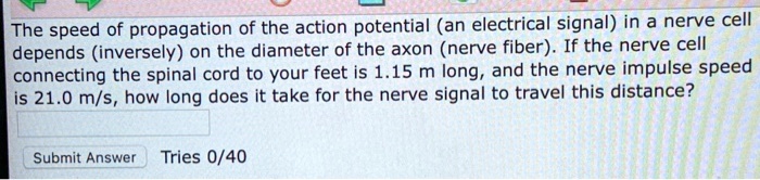 The speed of propagation of the action potential (an electrical signal) in a nerve cell depends (inversely) on the diameter of the axon (nerve fiber). If the nerve cell connecting the spinal cord to your feet is 1.15 m long, and the nerve impulse speed is 21.0 m/s, how long does it take for the nerve signal to travel this distance?