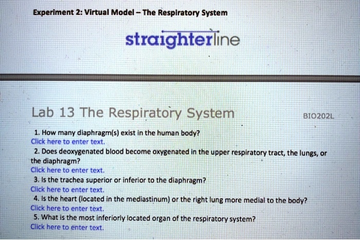 SOLVED: Experiment 2: Virtual Model - The Respiratory System ...