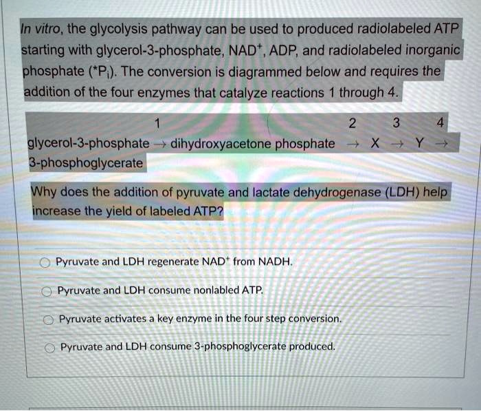 SOLVED: In vitro, the glycolysis pathway can be used to produce ...
