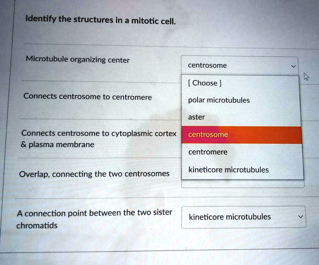 Identify The Structures In A Mitotic Cell Microtubule Organizing Center ...