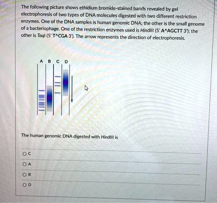 The following picture shows ethidium bromide-stained bands revealed by gel electrophoresis of two types of DNA molecules digested with two different restriction enzymes. One of the DNA samples is human genomic DNA; the other is the small genome of a bacteriophage. One of the restriction enzymes used is HindIII (5' A^AGCTT 3'); the other is TaqI (5' T^CGA 3'). The arrow represents the direction of electrophoresis.

A B C D

The human genomic DNA digested with HindIII is

C

A

B

D