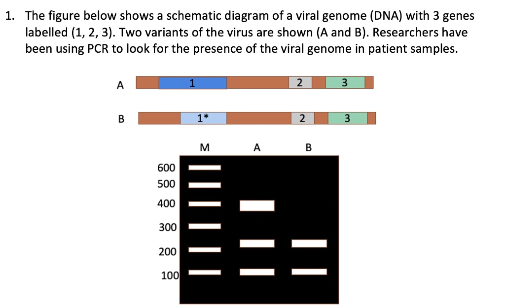 Solved 1 The Figure Below Shows A Schematic Diagram Of A Viral Genome Dna With 3 Genes 8624