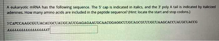 eukaryotic mrna has the followlng sequence the 5 cap indicated italics ...