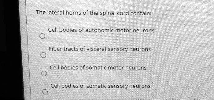 The lateral horns of the spinal cord contain: Cell bodies of...
