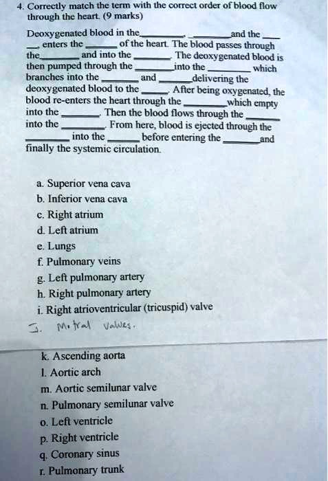 4. Correctly match the term with the correct order of blood flow through the heart. (9 marks)

Deoxygenated blood in the ,  and the  enters the  of the heart. The blood passes through the  and into the . The deoxygenated blood is then pumped through the  into the  which branches into the  and  delivering the deoxygenated blood to the . After being oxygenated, the blood re-enters the heart through the  which empty into the . Then the blood flows through the  into the . From here, blood is ejected through the  into the  before entering the  and finally the systemic circulation.

a. Superior vena cava
b. Inferior vena cava
c. Right atrium
d. Left atrium
e. Lungs
f. Pulmonary veins
g. Left pulmonary artery
h. Right pulmonary artery
i. Right atrioventricular (tricuspid) valve
j. Mitral valves.
k. Ascending aorta
l. Aortic arch
m. Aortic semilunar valve
n. Pulmonary semilunar valve
o. Left ventricle
p. Right ventricle
q. Coronary sinus
r. Pulmonary trunk