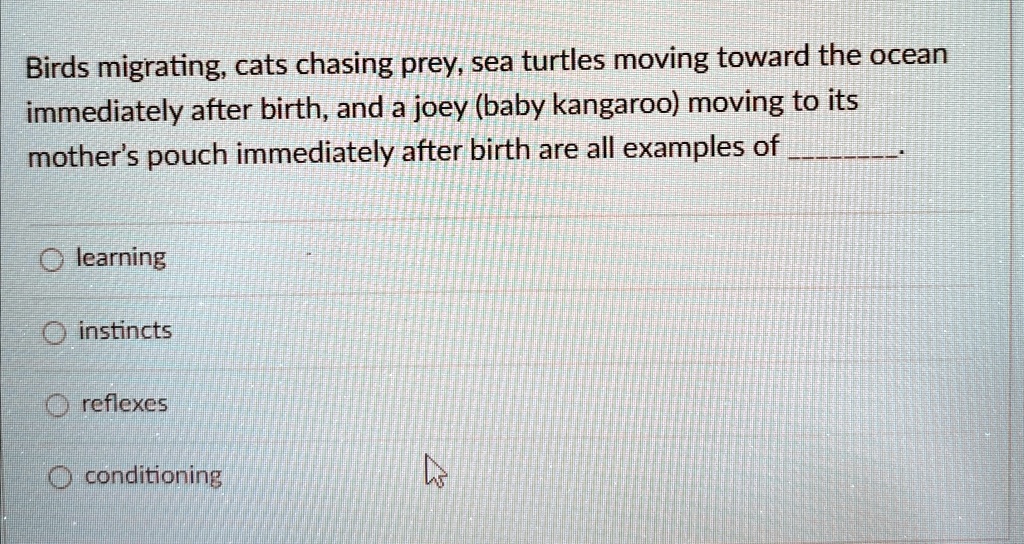birds migrating cats chasing prey sea turtles moving toward the ocean immediately after birth and a joey baby kangaroo moving to its mothers pouch immediately after birth are all examples of 27624