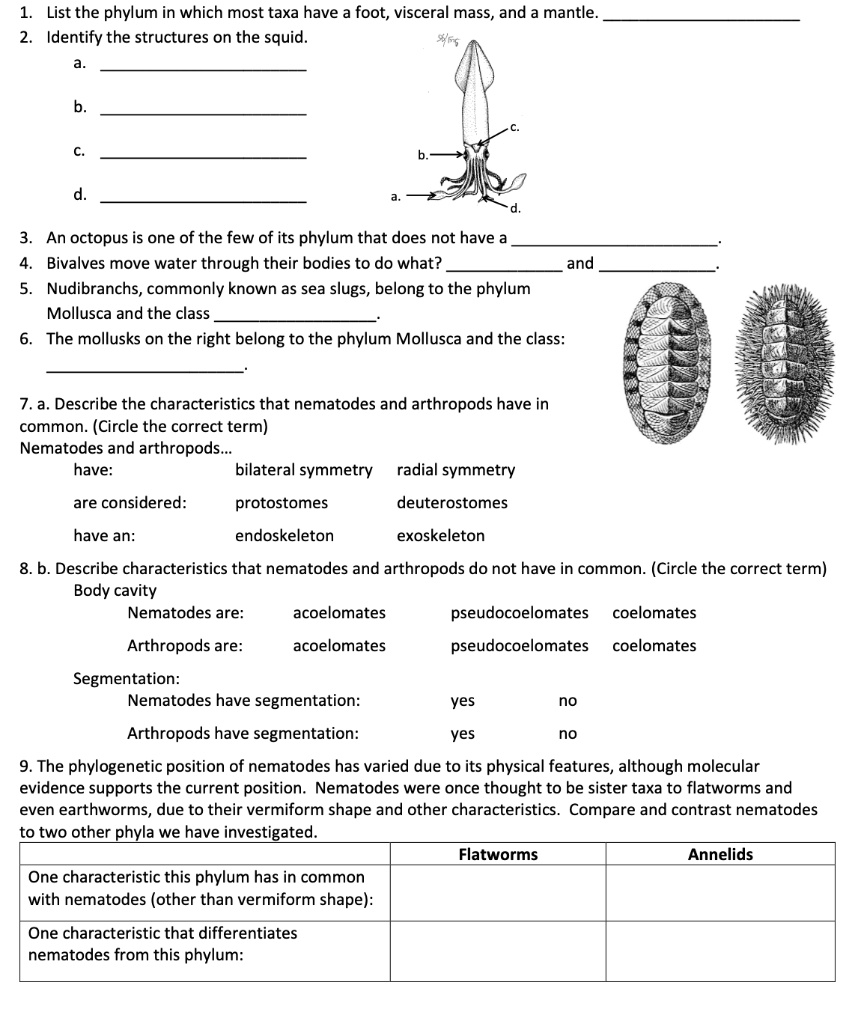 SOLVED: List the phylum in which most taxa have a foot, visceral mass ...