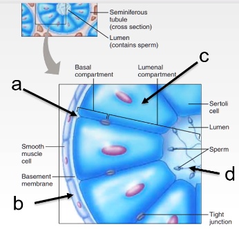 SOLVED: sperm cell lumen and basal compartment what is a, b, c, and d ...