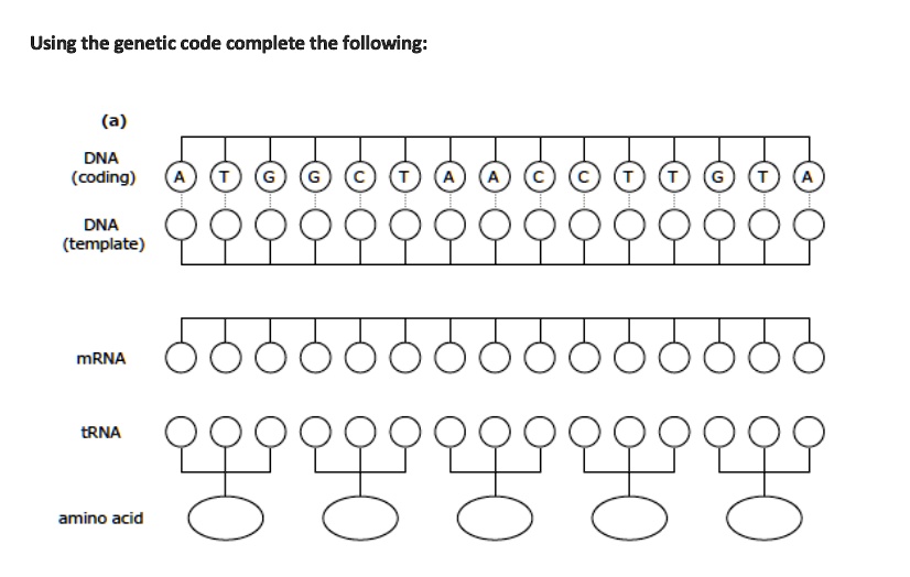 Solved Using The Genetic Code Complete The Following A Dna Coding Dna Template Mrna Trna