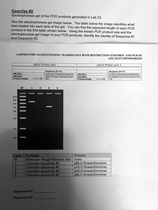 Solved Exercise 2 Electrophoresis Gel Of The Pcr Products Generated