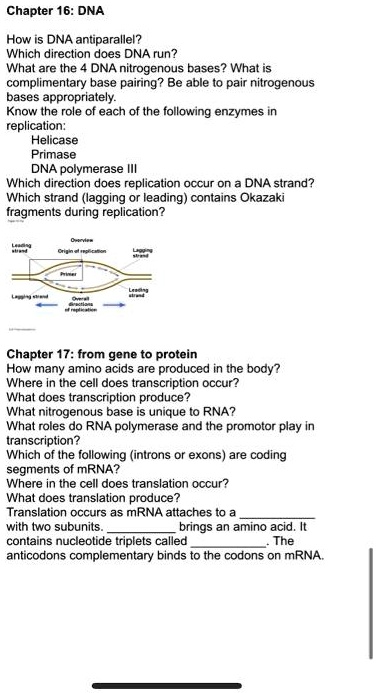 SOLVED: Chapter 16: DNA How is DNA antiparallel? In which direction ...