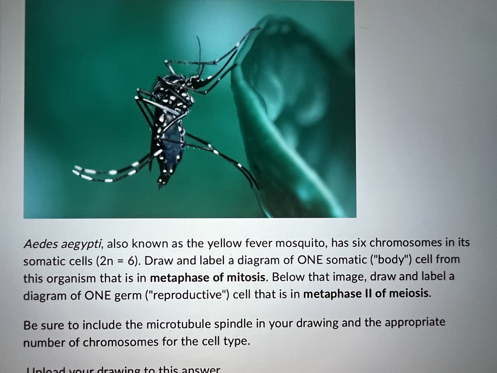 SOLVED: Aedes Aegypti, Also Known As The Yellow Fever Mosquito, Has Six ...