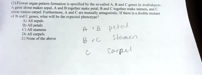 (2) Flower organ pattern formation is specified by the so-called A, B and C genes in Arabidopsis. A gene alone makes sepal, A and B together make petal, B and C together make stamen, and C alone makes carpel. Furthermore, A and C are mutually antagonistic. If there is a double mutant of B and C genes, what will be the expected phenotype?
A) All sepals
B) All petals
C) All stamens
D) All carpels
E) None of the above