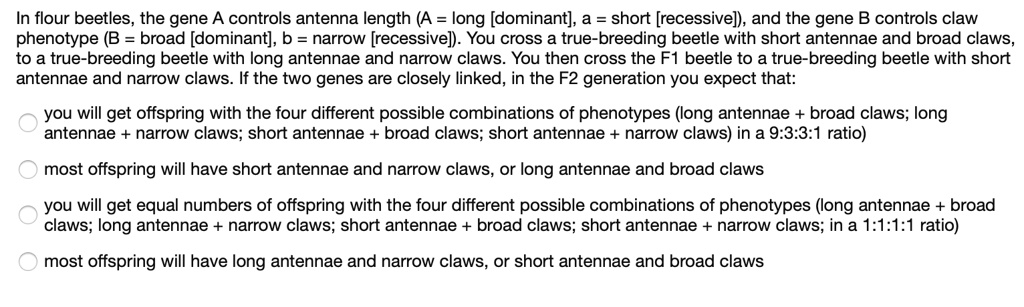 In flour beetles, the gene A controls antenna length (A = long [dominant], a = short [recessive]), and the gene B controls claw
phenotype (B = broad [dominant], b = narrow [recessive]). You cross a true-breeding beetle with short antennae and broad claws,
to a true-breeding beetle with long antennae and narrow claws. You then cross the F1 beetle to a true-breeding beetle with short
antennae and narrow claws. If the two genes are closely linked, in the F2 generation you expect that:
you will get offspring with the four different possible combinations of phenotypes (long antennae + broad claws; long
antennae + narrow claws; short antennae + broad claws; short antennae + narrow claws) in a 9:3:3:1 ratio)
most offspring will have short antennae and narrow claws, or long antennae and broad claws
you will get equal numbers of offspring with the four different possible combinations of phenotypes (long antennae + broad
claws; long antennae + narrow claws; short antennae + broad claws; short antennae + narrow claws; in a 1:1:1:1 ratio)
most offspring will have long antennae and narrow claws, or short antennae and broad claws