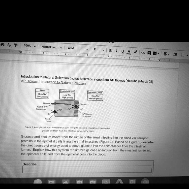 Introduction to Natural Selection (notes based on video from AP Biology Youtube (March 25)
AP Biology Introduction to Natural Selection
Blood
High Na+
Low glucose
Epithelial Layer
Low Na+
High glucose
Intestinal Lumen
High Na+
Medium glucose
Glucose
GLUT 2 Transporter
Na+/K+ Pump
K+
Na+
Glucose
Na+
Glucose
Na+
Na+/Glucose Symporter
Figure 1: A single cell from the epithelial layer lining the intestine, illustrating movement of glucose and Na+ from the intestinal lumen to the blood.
Glucose and sodium move from the lumen of the small intestine into the blood via transport proteins in the epithelial cells lining the small intestines (Figure 1). Based on Figure 1, describe the direct source of energy used to move glucose into the epithelial cell from the intestinal lumen. Explain how this system maximizes glucose absorption from the intestinal lumen into the epithelial cells and from the epithelial cells into the blood.
Describe