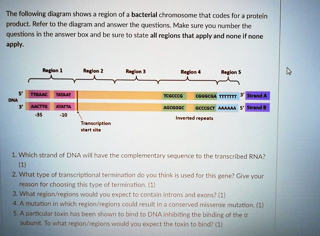 SOLVED: The following diagram shows a region of a bacterial chromosome ...
