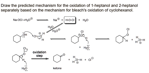 Solved Draw The Predicted Mechanism For The Oxidation Of 1 Heptanol And 2 Heptanol Separately Based On The Mechanism For Bleach S Oxidation Of Cyclohexanol Na Oci H O Ho Cl Hzo Oh 0 H H 0 Oxidation Step 0 H