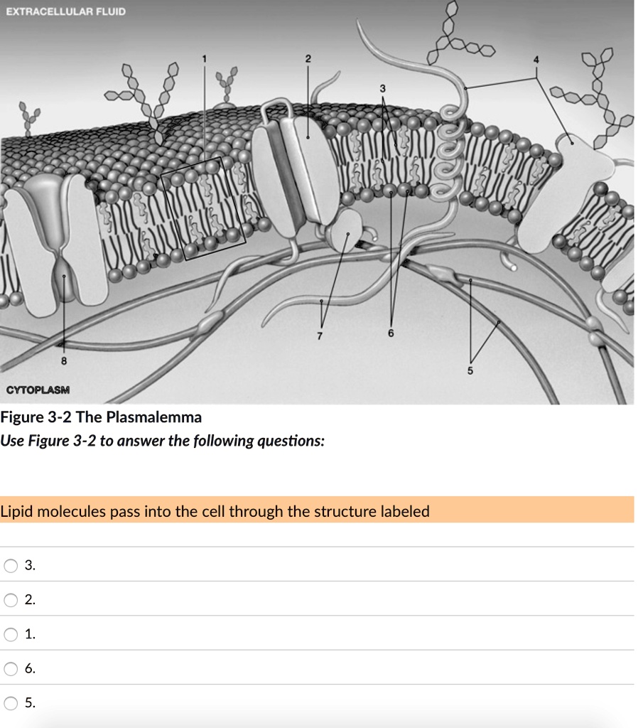 EXTRACELLULAR FLUID
8
2
CYTOPLASM
Figure 3-2 The Plasmalemma
Use Figure 3-2 to answer the following questions:
3
6
Lipid molecules pass into the cell through the structure labeled
3.
? 2.
1.
6.
5.
5