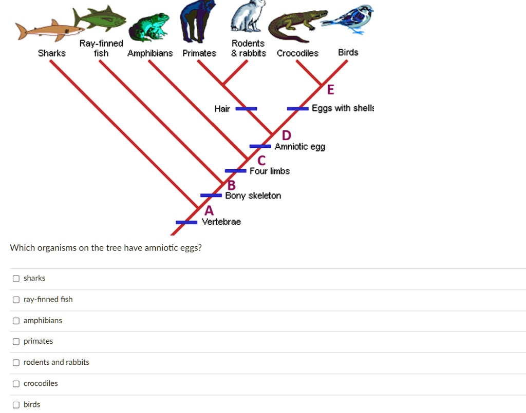 SOLVED: Ray-finned fish Amphibians Primates Rodents rabbits Sharks