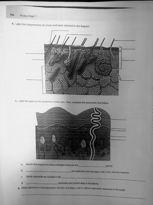 SOLVED: 100 Review Sheet 7 4. Label the integumentary structures and ...