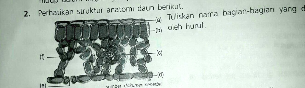 SOLVED: Minta Tolong Bantu Struktur Anatomi Daun Sesuai Gambar Tuup ...