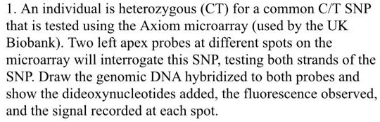 1. An individual is heterozygous (CT) for a common C/T SNP...