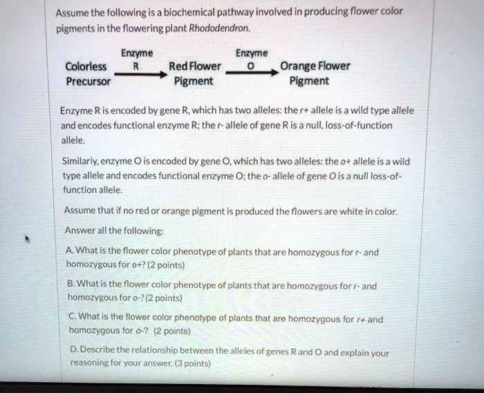 Assume the following is a biochemical pathway involved in producing flower color pigments in the flowering plant Rhododendron.

Colorless Precursor –Enzyme R–> Red Flower Pigment –Enzyme O–> Orange Flower Pigment

Enzyme R is encoded by gene R, which has two alleles: the r+ allele is a wild type allele and encodes functional enzyme R; the r- allele of gene R is a null, loss-of-function allele.
Similarly, enzyme O is encoded by gene O, which has two alleles: the o+ allele is a wild type allele and encodes functional enzyme O; the o- allele of gene O is a null loss-of-function allele.

Assume that if no red or orange pigment is produced the flowers are white in color.

Answer all the following:
A. What is the flower color phenotype of plants that are homozygous for r- and homozygous for o+? (2 points)
B. What is the flower color phenotype of plants that are homozygous for r- and homozygous for o-? (2 points)
C. What is the flower color phenotype of plants that are homozygous for r+ and homozygous for o-? (2 points)
D. Describe the relationship between the alleles of genes R and O and explain your reasoning for your answer. (3 points)