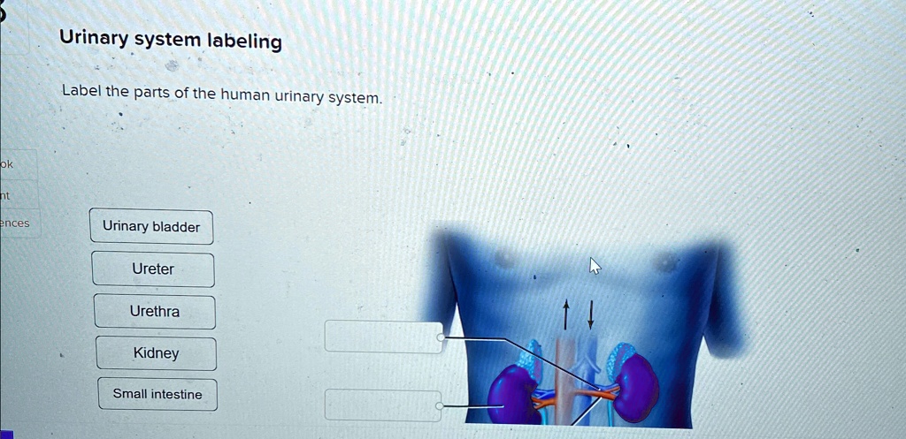 Urinary system labeling Label the parts of the human urinary system ...