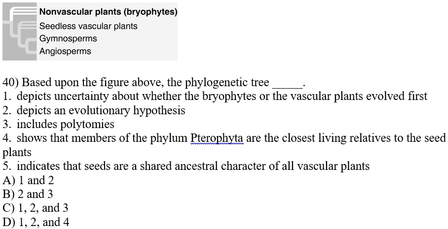 Nonvascular plants (bryophytes)
Seedless vascular plants
Gymnosperms
Angiosperms
40) Based upon the figure above, the phylogenetic tree .
1. depicts uncertainty about whether the bryophytes or the vascular plants evolved first
2. depicts an evolutionary hypothesis
3. includes polytomies
4. shows that members of the phylum Pterophyta are the closest living relatives to the seed plants
5. indicates that seeds are a shared ancestral character of all vascular plants
A) 1 and 2
B) 2 and 3
C) 1, 2, and 3
D) 1, 2, and 4
