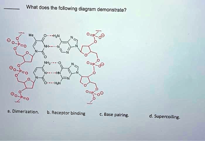 What does the following diagram demonstrate? a. Dimerization. b