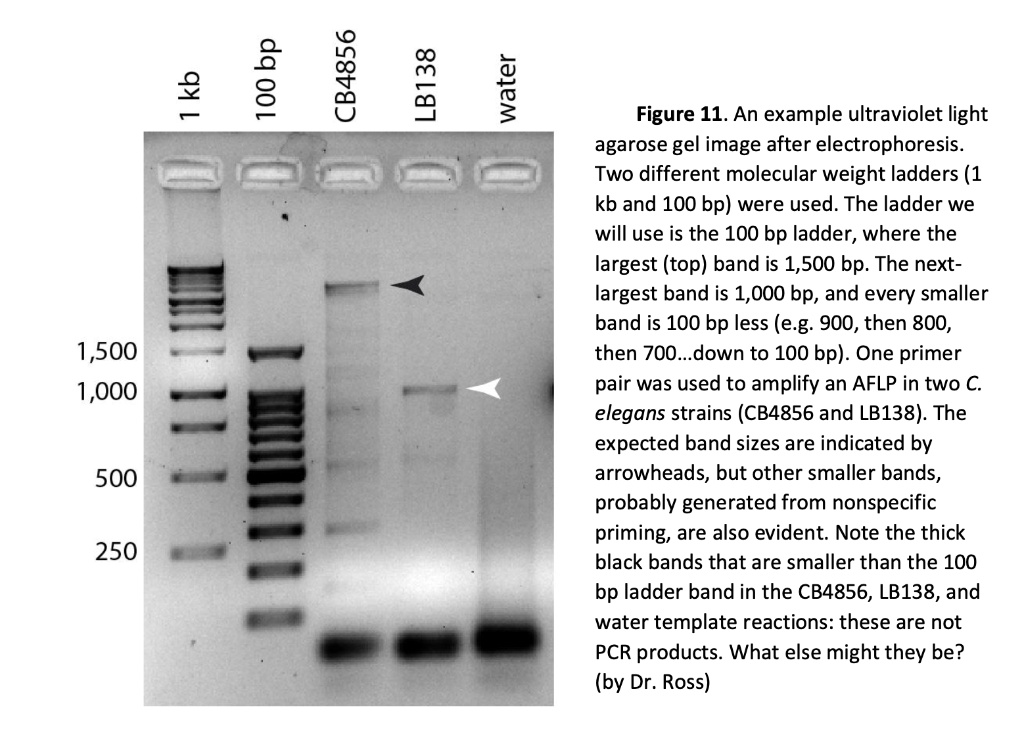 SOLVED a) label what template (source and amount) and primer (or