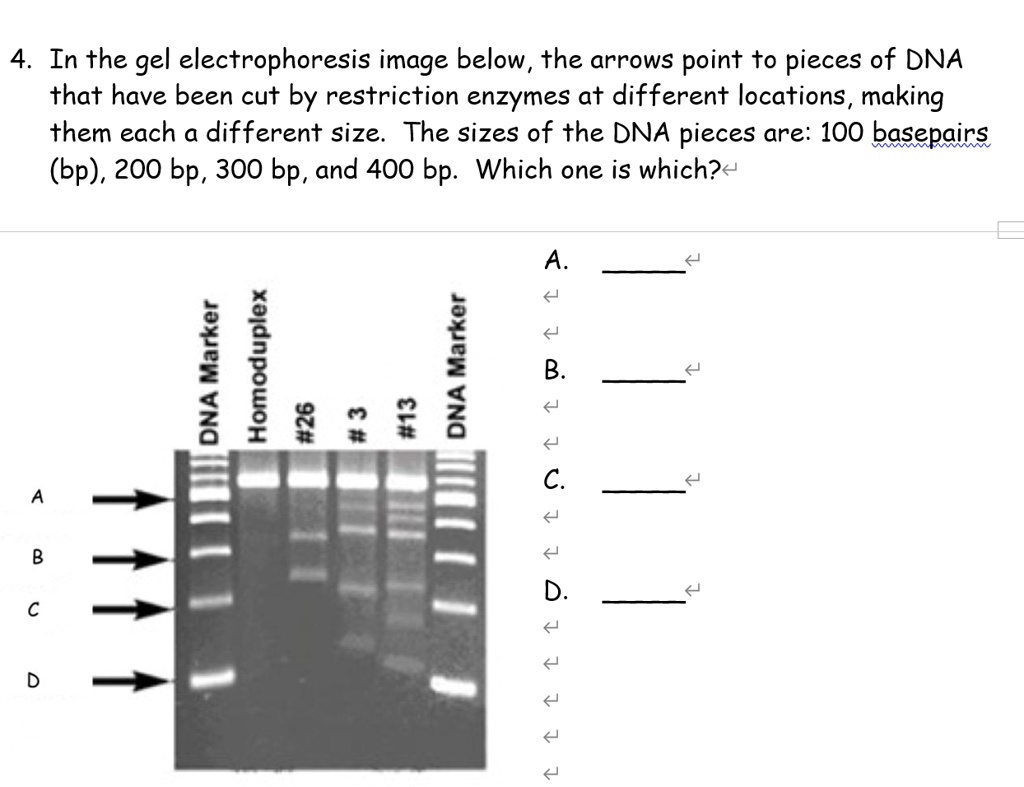 SOLVED: 4 In The Gel Electrophoresis Image Below, The Arrows Point To ...